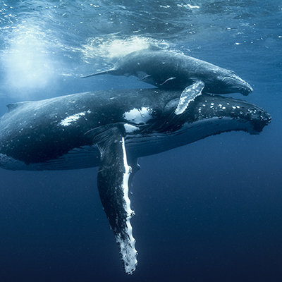 Automotive Engineering Service Providers